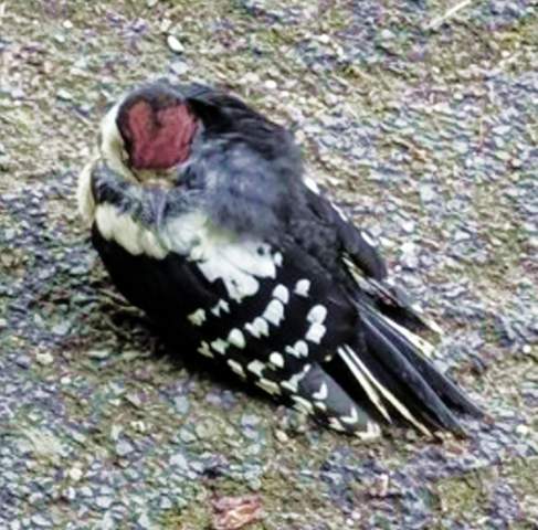 - (Krankheit, Vögel, Ornithologie)