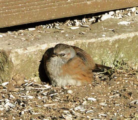 - (Krankheit, Vögel, Ornithologie)