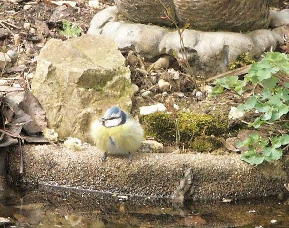 - (Krankheit, Vögel, Ornithologie)