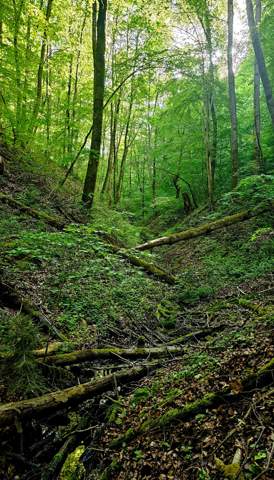 - (Natur, Wald)