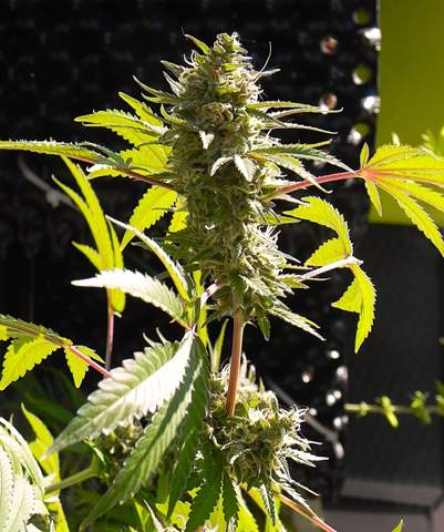 - (Cannabis, Marihuana, Zimmerpflanzen)