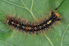 - (Insekten, Spinnen, Schädlinge)