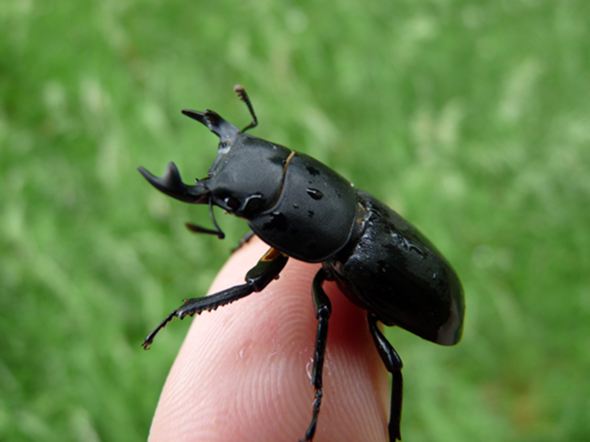 - (Insekten, Käfer, Insektenbestimmung)