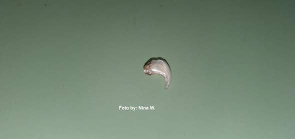 - (Katze, Kater, Tiermedizin)
