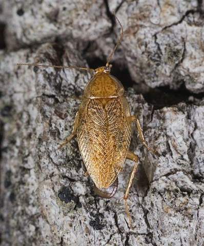 - (Insekten, Schädlinge, Ungeziefer)