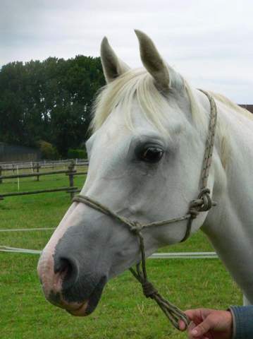 - (Reiten, Pony, Rasse)