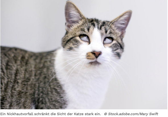 - (Medizin, Katze, Tierarzt)
