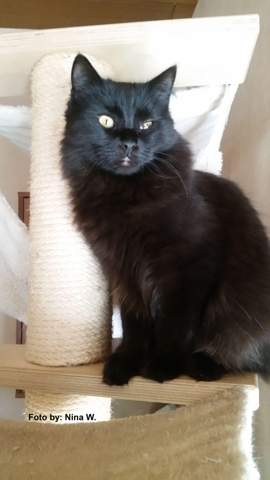 - (Medizin, Katze, Tierarzt)