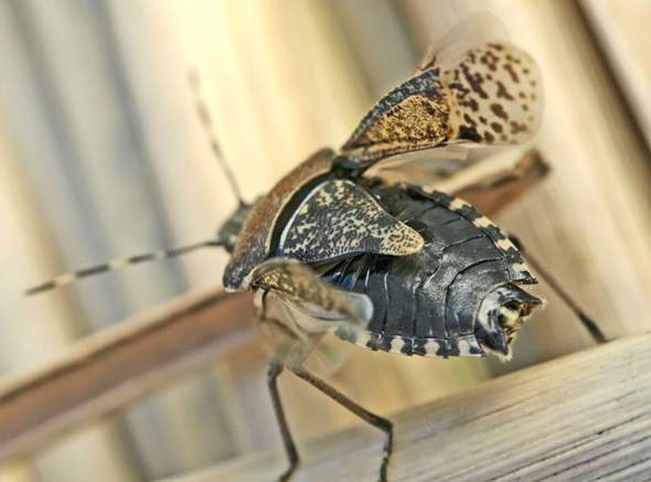 - (Insekten, Schädlinge, Ungeziefer)
