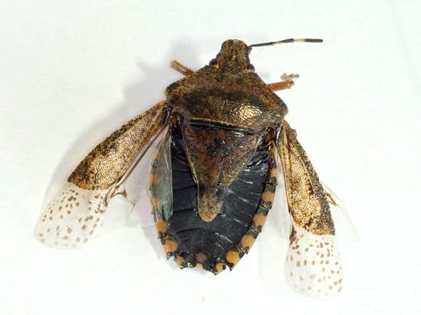 - (Insekten, Schädlinge, Ungeziefer)