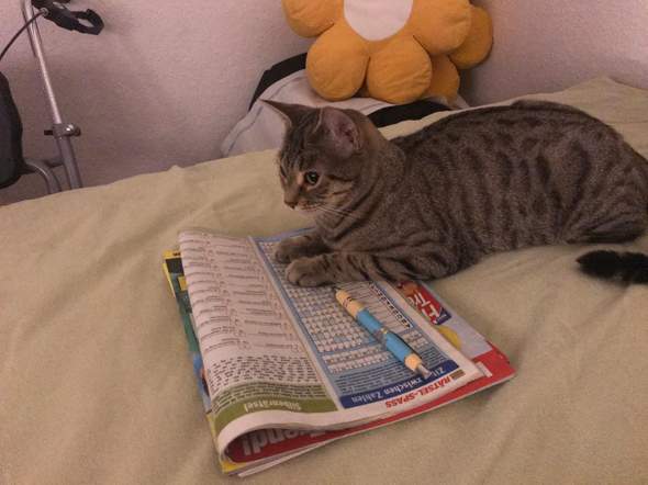 - (Kater, Hauskatze)