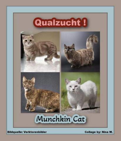 - (Katze, Tierhaltung, Tiermedizin)
