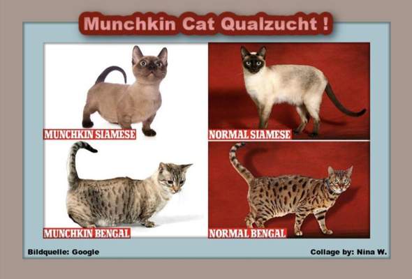 - (Katze, Tierhaltung, Tiermedizin)