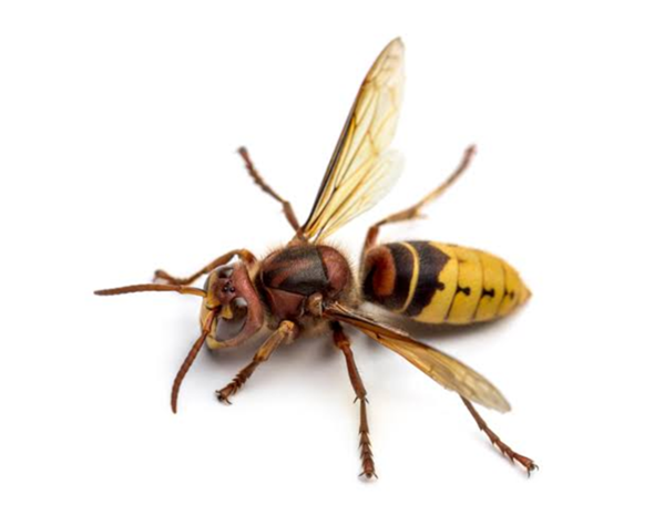 - (Insekten, Wespen, Insektenbestimmung)