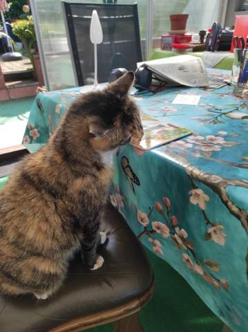- (Katze, Restaurant, Katzenhaltung)