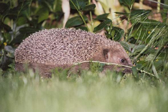 - (Österreich, Wildtiere, Igel)