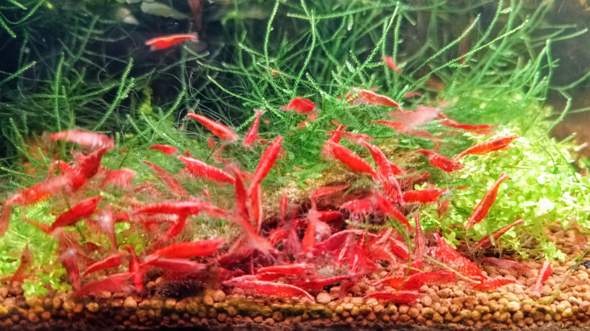 - (Aquarium, Tierhaltung, Aquariumfische)