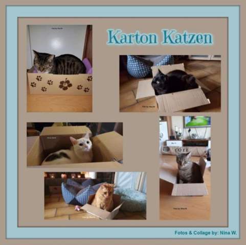 - (Katze, Tiermedizin, Hauskatze)