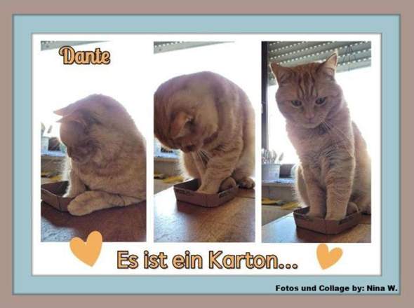 - (Katze, Tiermedizin, Hauskatze)