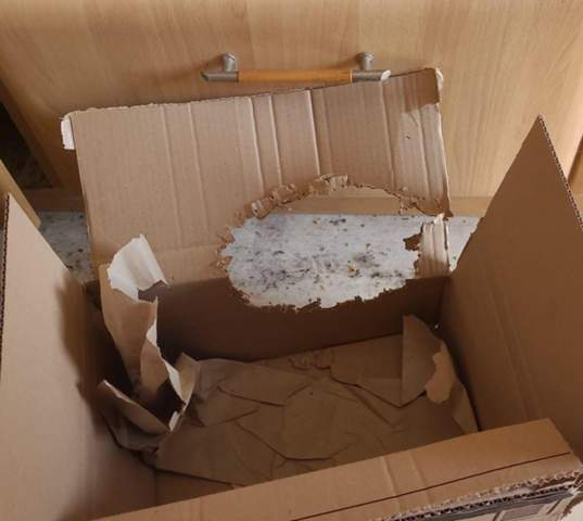 - (Katze, Tiermedizin, Hauskatze)