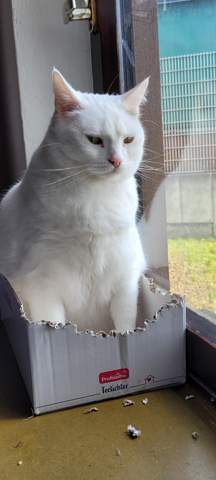 - (Katze, Tiermedizin, Hauskatze)
