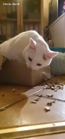 - (Katze, Tiermedizin, Hauskatze)