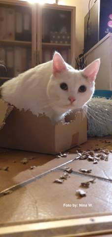 - (Katze, Tiermedizin, Hauskatze)