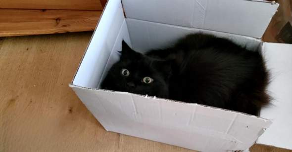 - (Katze, Tiermedizin, Hauskatze)