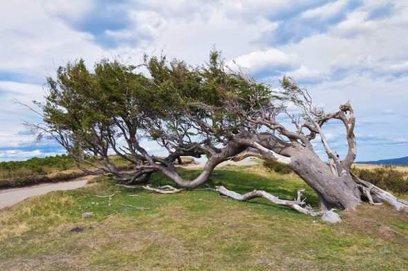 - (Pflanzen, Natur, Baum)