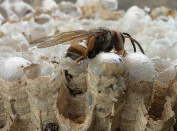 - (Tiere, Insekten, Käfer)