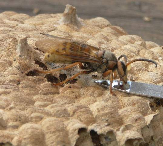- (Tiere, Insekten, Käfer)