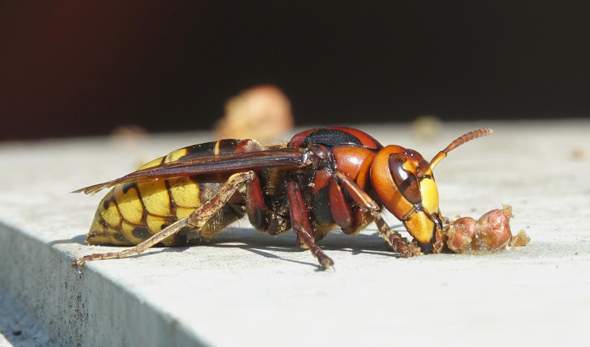 - (Tiere, Insekten, Käfer)