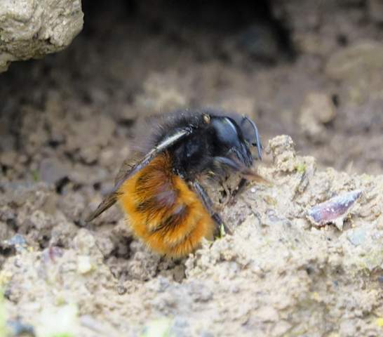 - (Tiere, Insekten, Käfer)