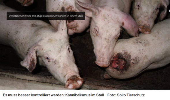 - (Diät, Kalorien, Fleisch)