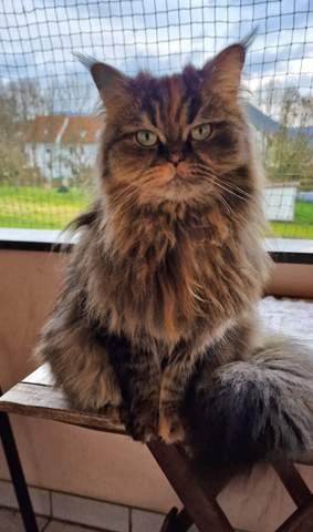 - (Hauskatze, artgerechte Haltung, Katzenhaltung)