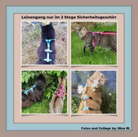 - (Katze, Tiermedizin, Hauskatze)