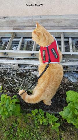 - (Katze, Tiermedizin, Hauskatze)