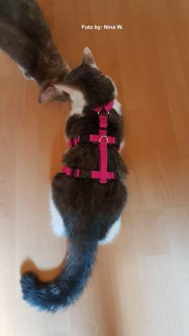 - (Katze, Tiermedizin, Hauskatze)