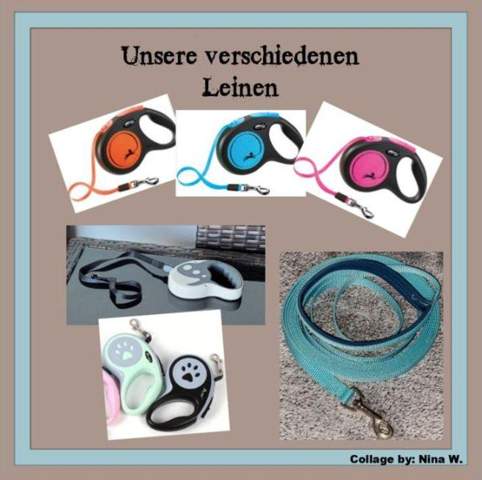- (Katze, Tiermedizin, Hauskatze)