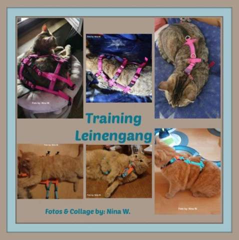 - (Katze, Tiermedizin, Hauskatze)