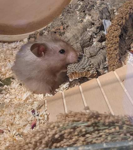 - (Hamster, Nagetiere, Kleintiere)