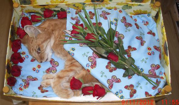 Gedenkseite Fr Robin Heyde Gedenkstein Katze Ebay Sprche Bilder