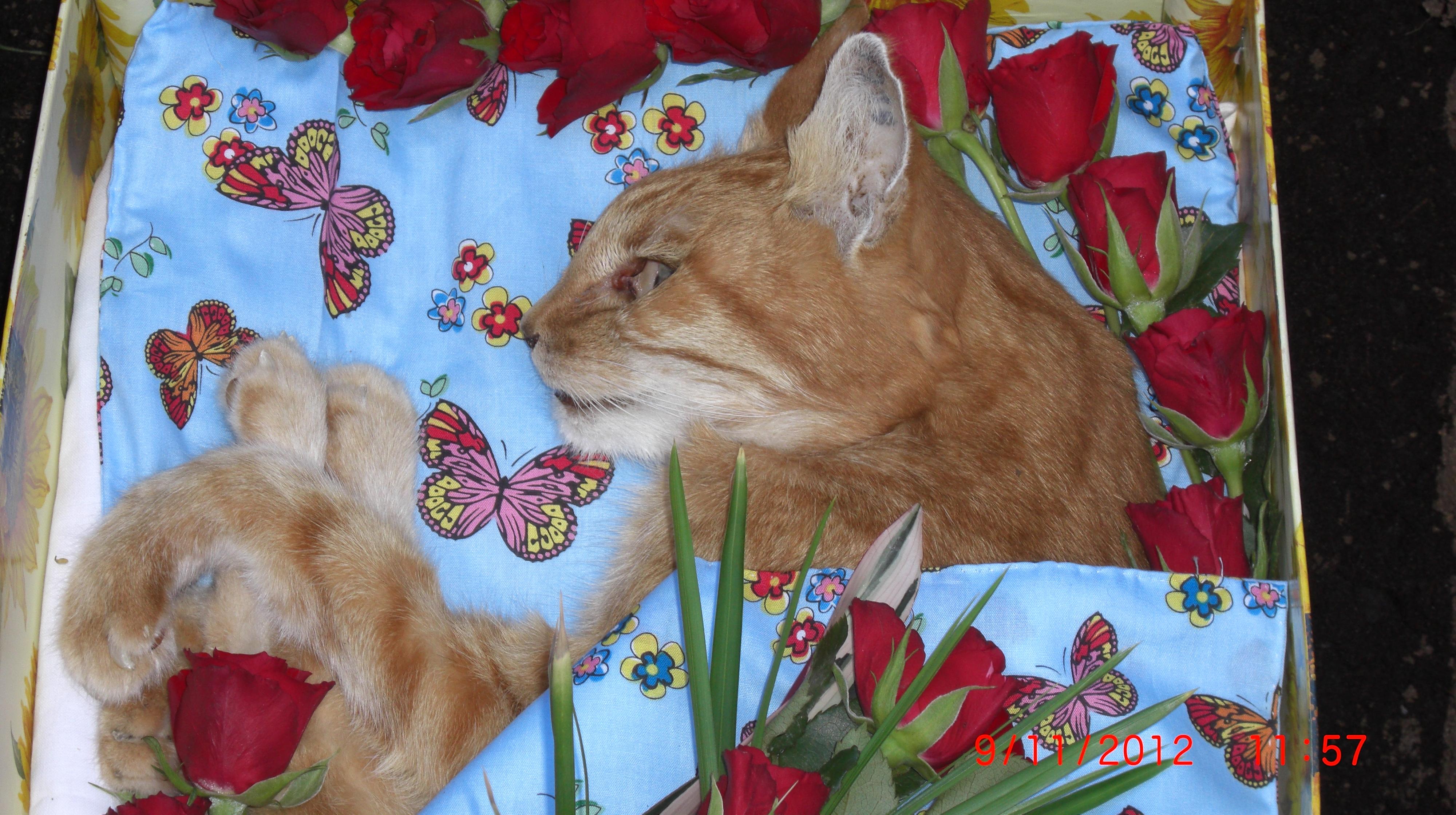 Gedenkseite Fr Robin Heyde Gedenkstein Katze Ebay Sprche Bilder