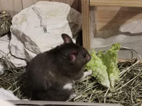 - (Tiere, Haustiere, Hamster)