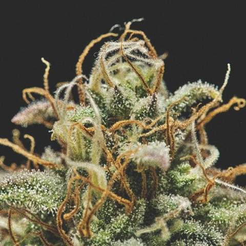 - (Cannabis, Gras, Blumen)