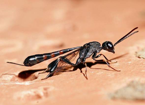 - (Insekten, schlupfwespen)