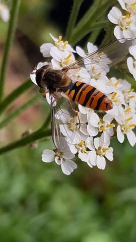 - (Insekten, Schädlingsbekämpfung, Marienkäfer)