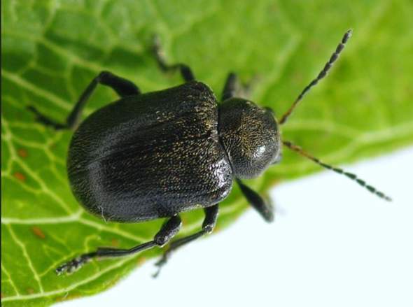 - (Insekten, Käfer, Phobie)
