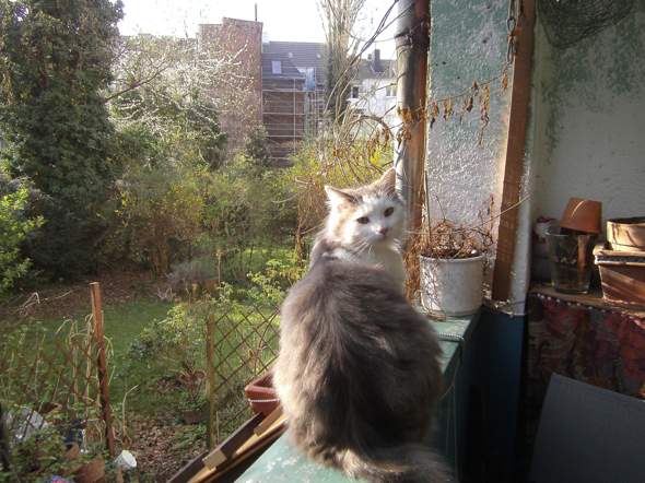 - (Katze, Tierhaltung, Katzenjunges)