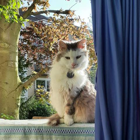 - (Katze, Tierhaltung, Katzenjunges)
